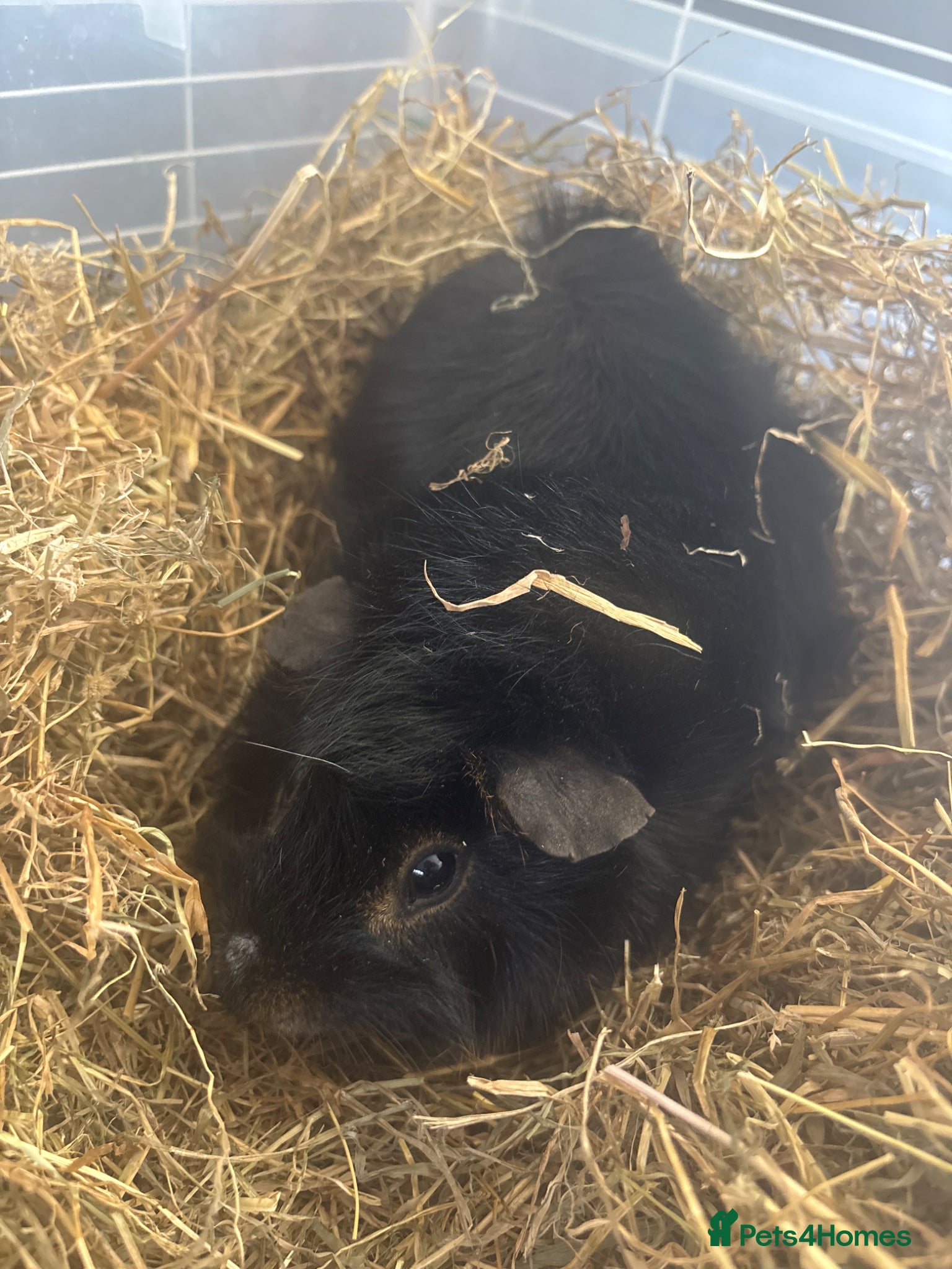 Guinea Pig rodents Male black guinea pig - Advert 4