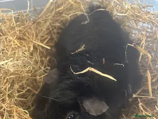 Guinea Pig rodents Male black guinea pig - Advert 4