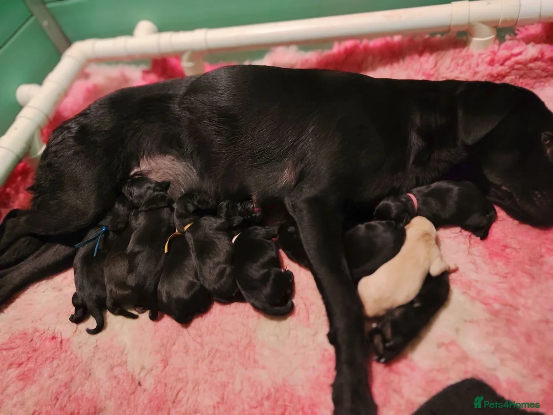 Labrador Retriever dogs for sale: Working labrador puppies - Advert 1