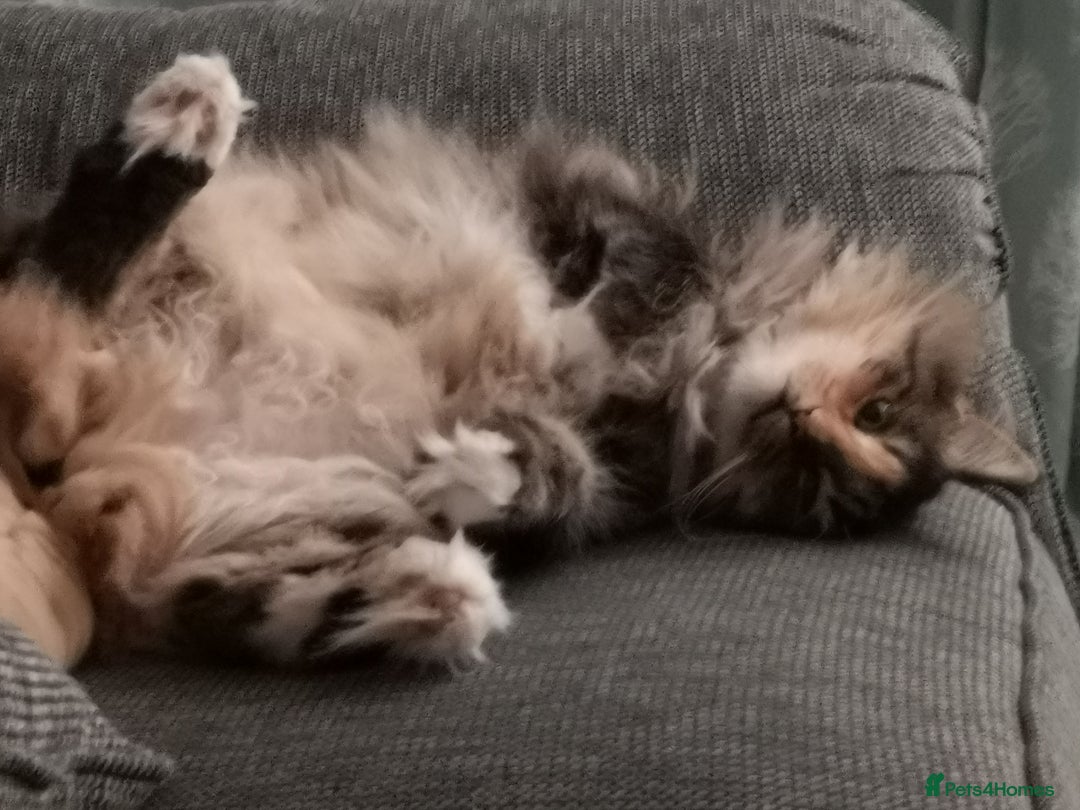 Norwegian Forest Cat cats for sale: Norwegian Forest Cat Female 10yrs - Advert 5