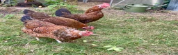 Chickens poultry for sale: 4 x Rare Breed Swedish Flower Hens  - Advert 4