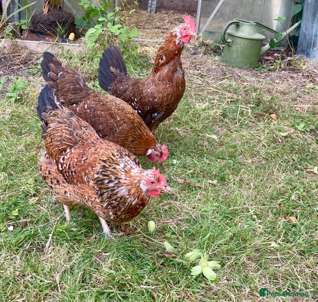 Chickens poultry for sale: 4 x Rare Breed Swedish Flower Hens  - Advert 4