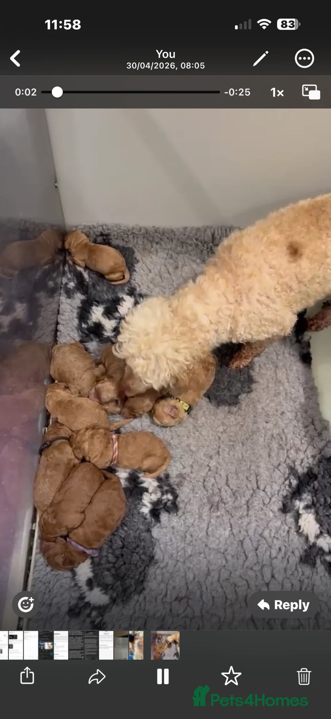 Miniature Poodle dogs for sale: KC miniature poodles VARIOUS 17 dna health tested  - Advert 2
