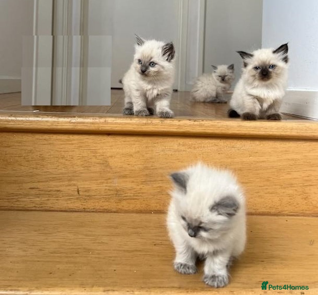 Ragdoll cats for sale: Humble purebred Active Ragdolls - Advert 2