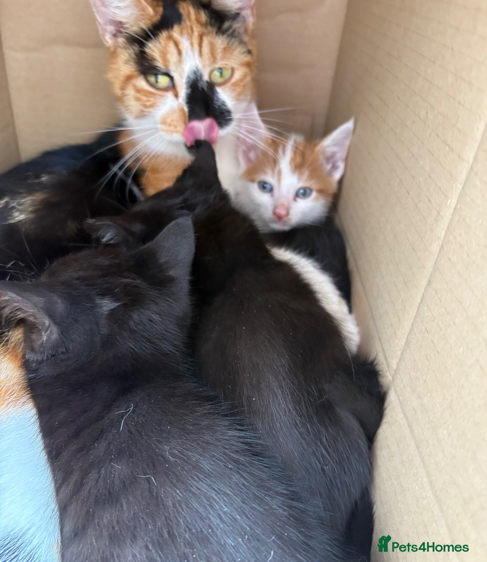 Mixed Breed cats Gorgeous kittens - Advert 1