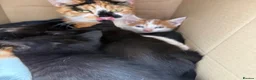 Mixed Breed cats for sale: Gorgeous kittens in Brierley Hill - Advert 1