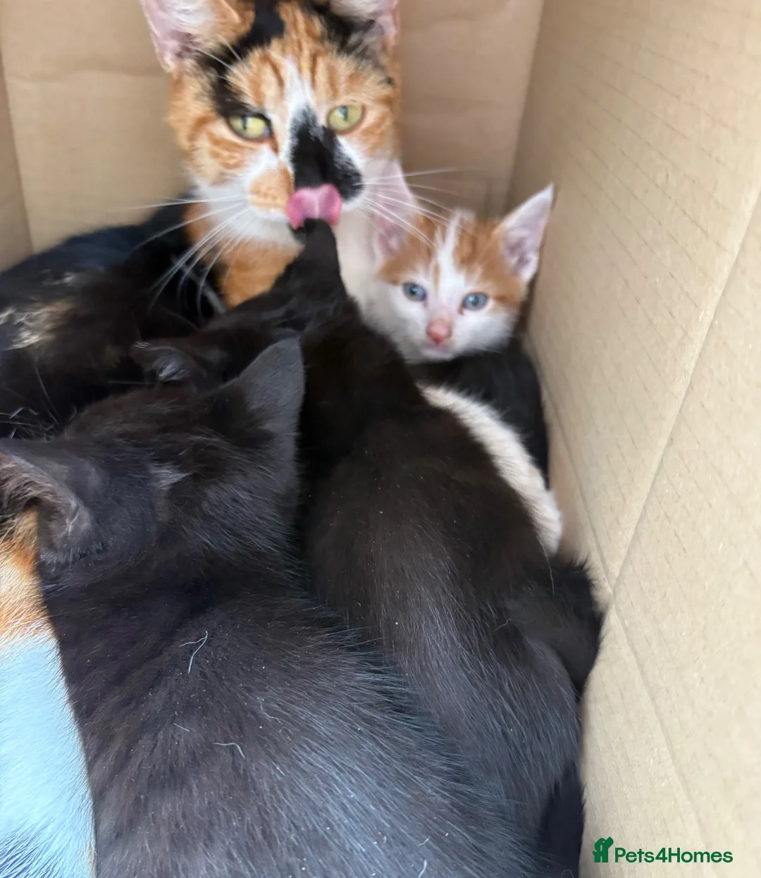 Mixed Breed cats for sale: Gorgeous kittens in Brierley Hill - Advert 1