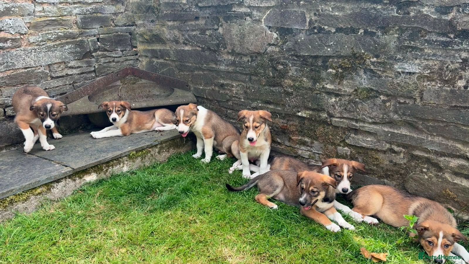 Border Collie dogs Gorgeous litter of Border Collie Puppies  - Advert 5