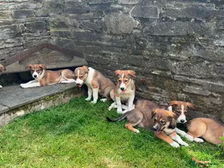 Border Collie dogs Gorgeous litter of Border Collie Puppies - Advert 5