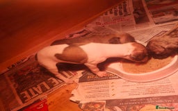 Whippet dogs for sale: Whippet pups  - Image 13