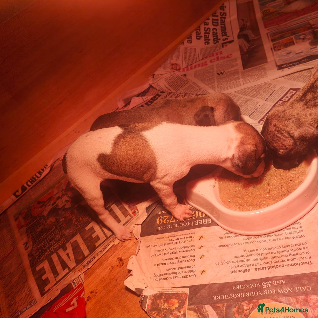 Whippet dogs for sale: Whippet pups  - Image 13