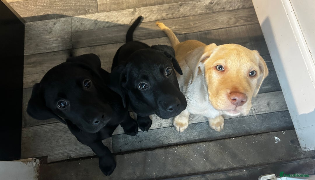 Labrador Retriever dogs for sale: KC registered labs ready to leave now *2 left* - Image 1