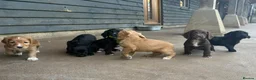 Cocker Spaniel dogs for sale: BEAUTIFUL MIXED COLOUR LITTER,HEALTHTESTED PARENTS - Advert 6