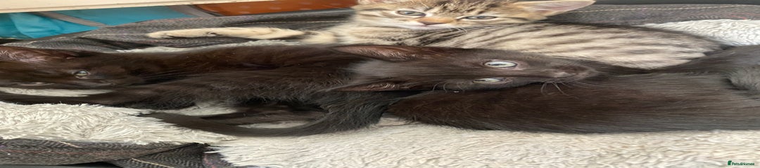 Mixed Breed Kitten 1