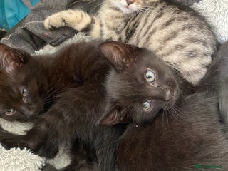 Mixed Breed cats 2 beautiful 7 weeks old kittens - Advert 1