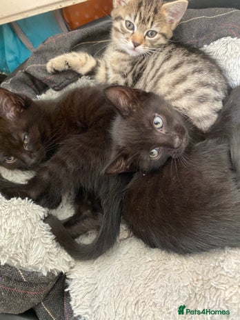 Mixed Breed cats 2 beautiful kittens - Advert 1