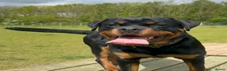 Rottweiler dogs for sale: AMAZING PEDIGREE REGISTERED ROTTWEILER PUPPIES - Advert 4