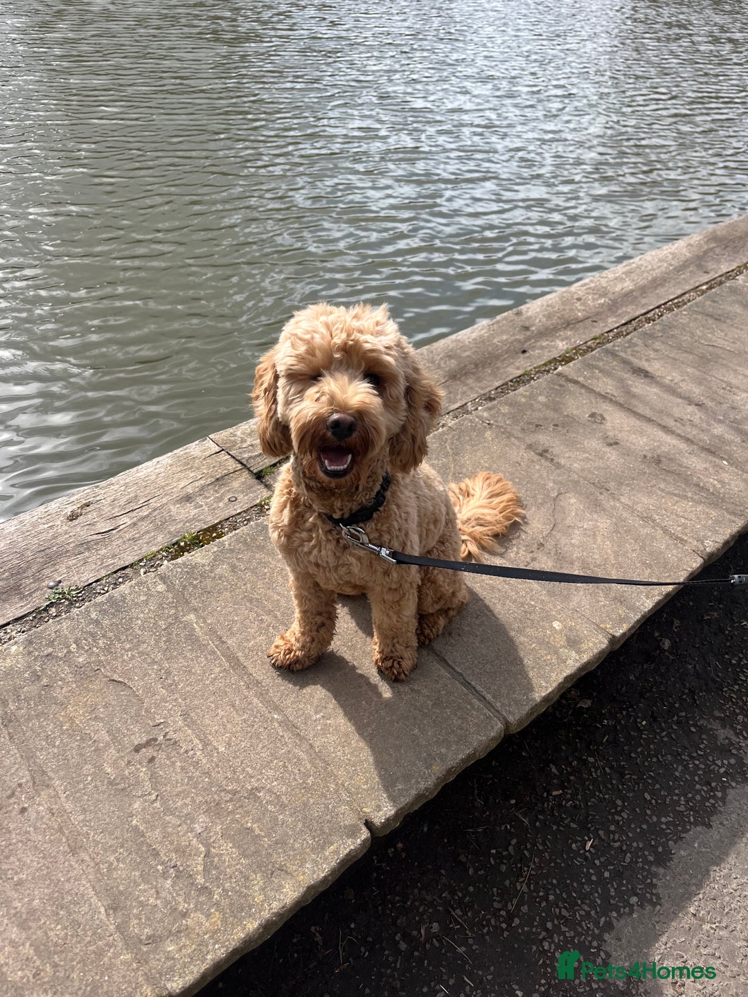 Cockapoo dogs for sale: Male 2 year old cockapoo  - Image 9