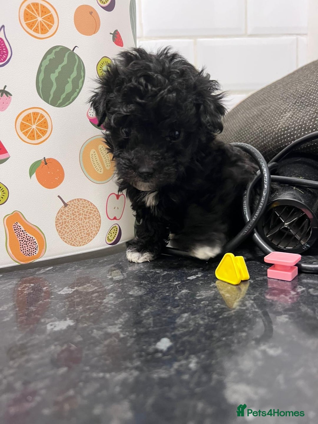 Maltipoo dogs for sale: maltepoo - Advert 3