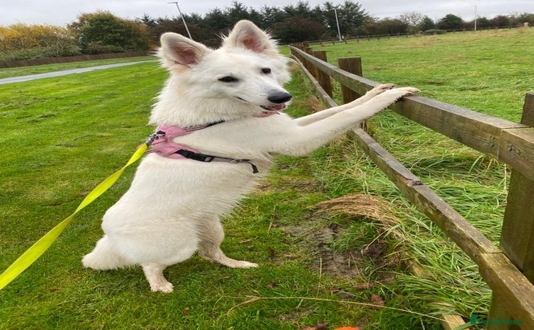 White Swiss Shepherd dogs - Advert 1