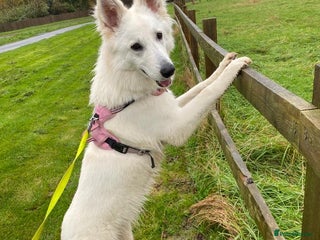 White Swiss Shepherd dogs - Advert 2