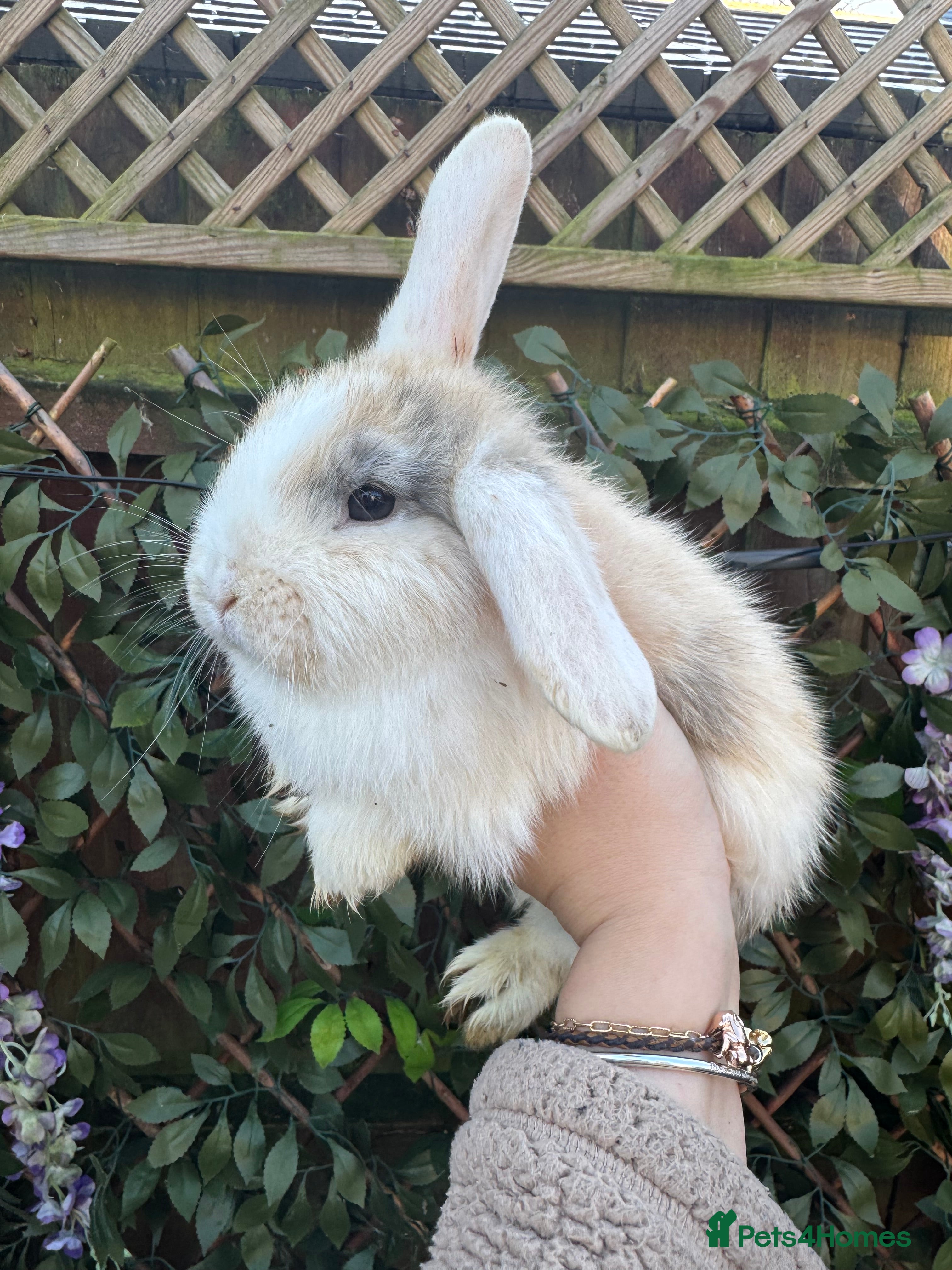 Mini Lop rabbits Mini Lop Babies 🐰  - Advert 14