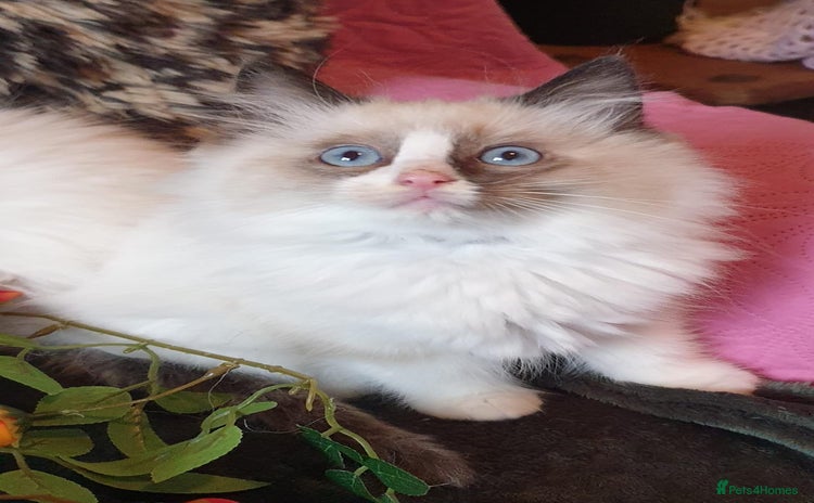 Ragdoll cats - Advert 1