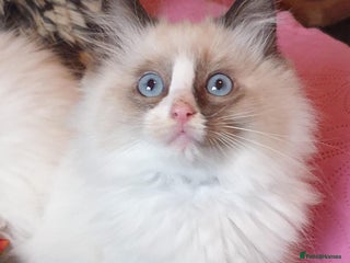 Ragdoll cats - Advert 22