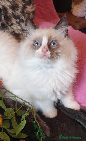 Ragdoll cats - Advert 1