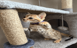 Bengal cats for sale: 🐾 Purebred Bengal Kittens for Sale 🐾 - Image 15