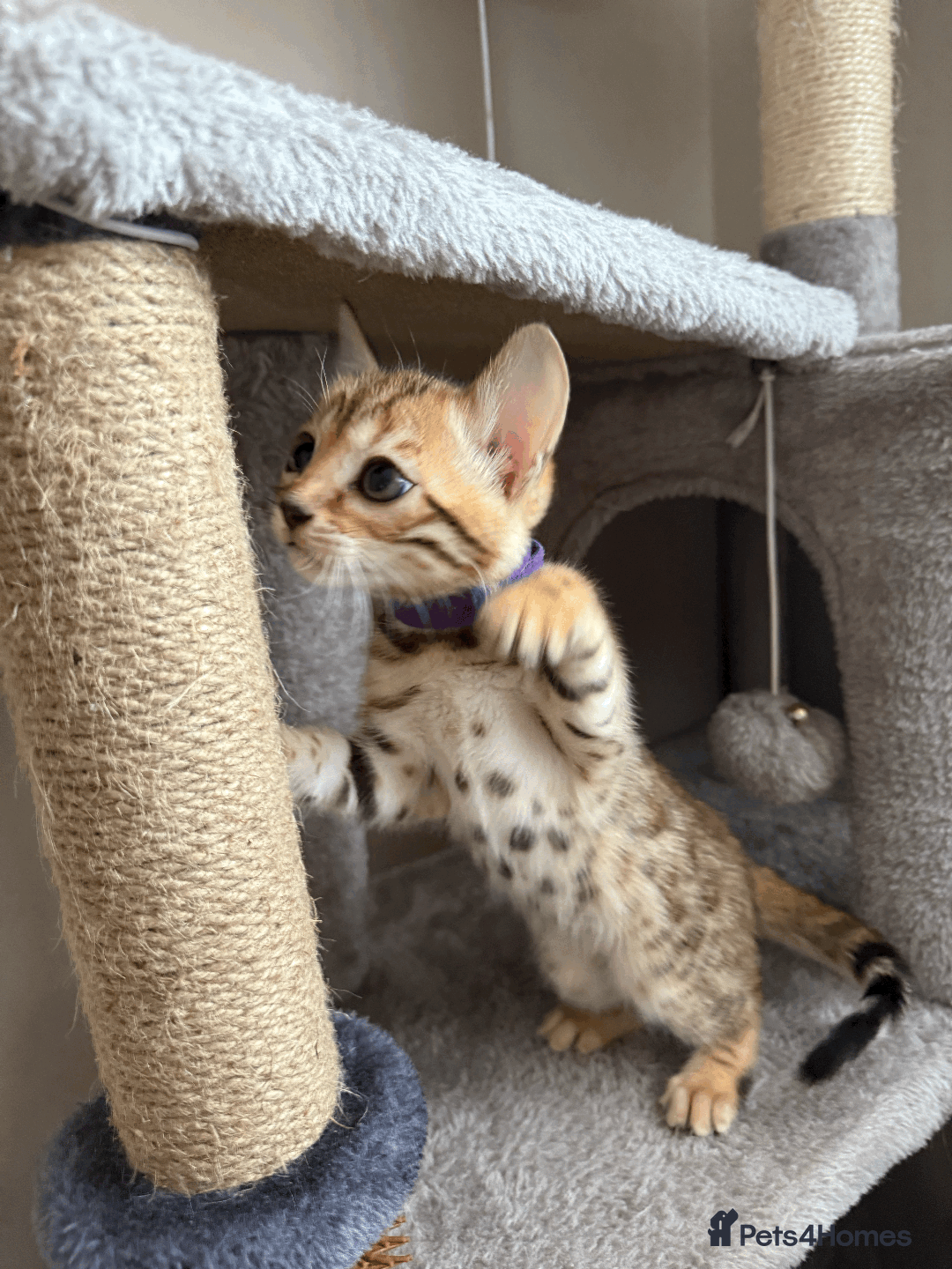 Bengal cats for sale: 🐾 Purebred Bengal Kittens for Sale 🐾 - Image 15