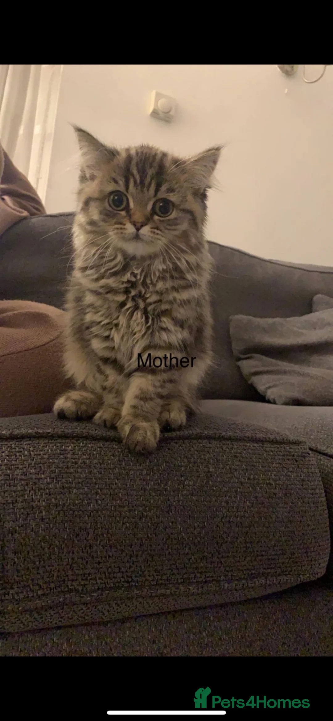 Persian cats for sale: Persian/ragdoll in Leicester - Advert 2