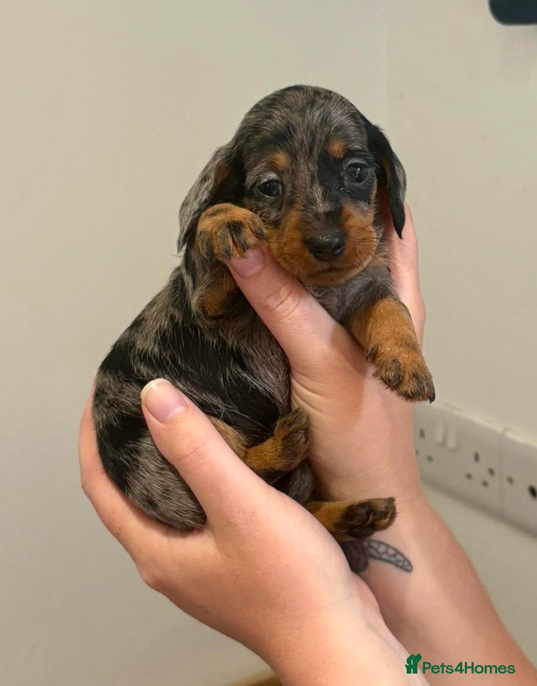 Miniature Dachshund dogs for sale: ✨BEAUTIFUL SILVER DAPPLE BOY✨ in Ripon - Image 19