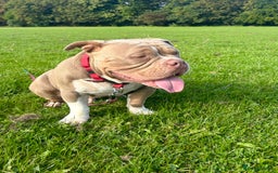 American Bully dogs for sale: Rambo American pocket bully 10 months  - Image 5