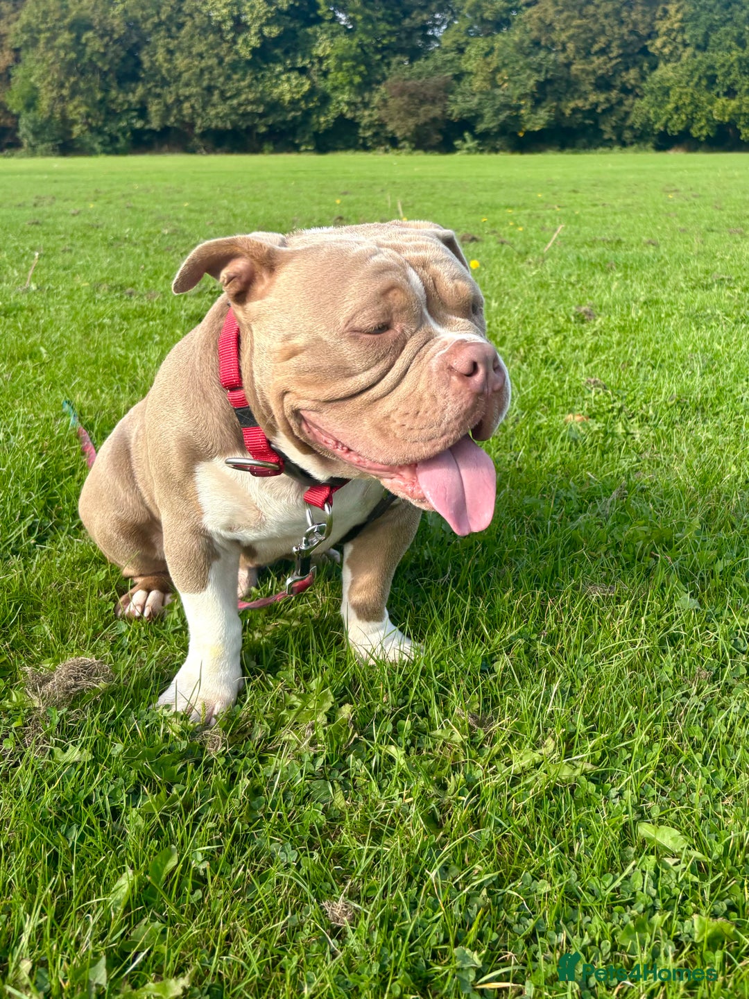 American Bully dogs for sale: Rambo American pocket bully 10 months  - Image 5