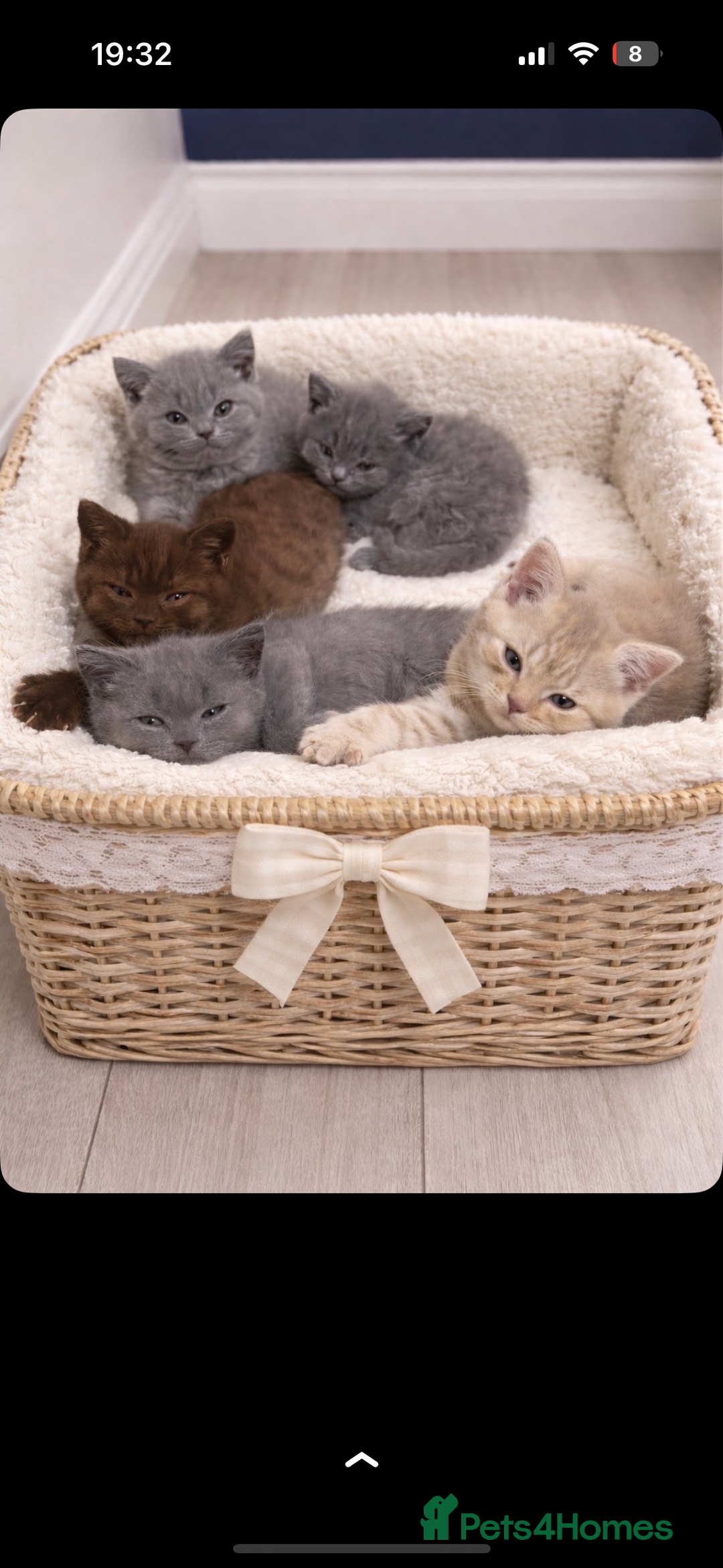 Scottish Fold cats for sale: British shorthair x Scottish fold kittens - Advert 13