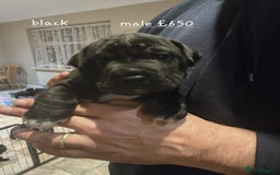 Mixed Breed dogs for sale: 6 shar poo puppys - Advert 6