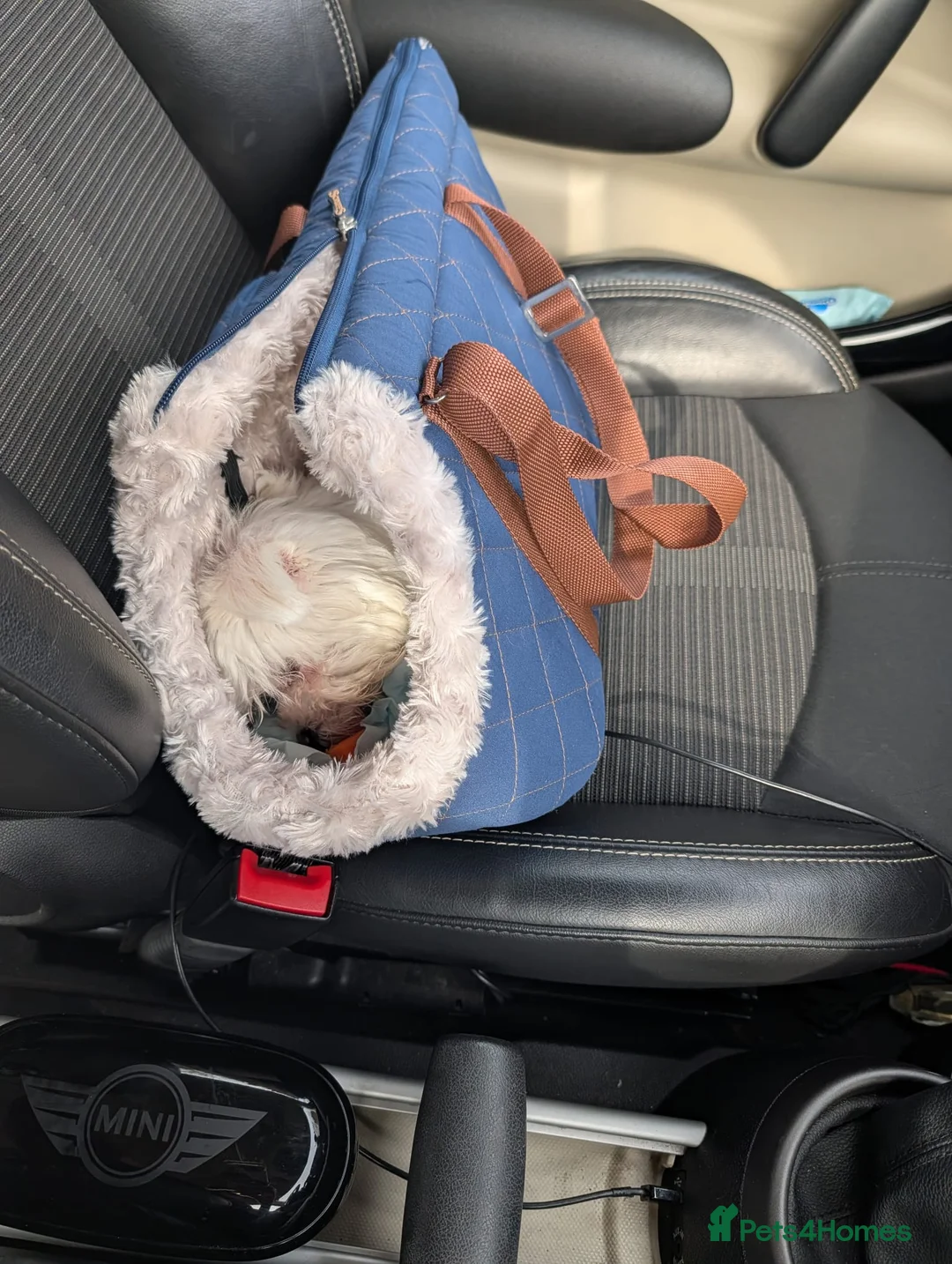 Maltese dogs for sale: Sad sale due to allergy  in Swindon - Advert 2