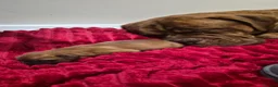 Dogue De Bordeaux dogs for sale: DOGUE DE BORDEAUX PUPPIES in Newark - Advert 17
