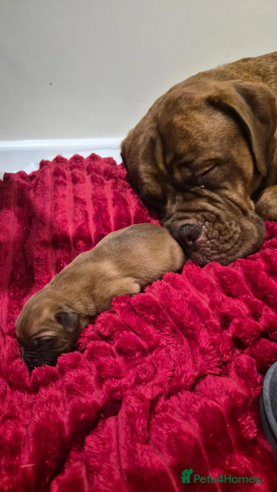 Dogue De Bordeaux dogs for sale: DOGUE DE BORDEAUX PUPPIES in Newark - Advert 17