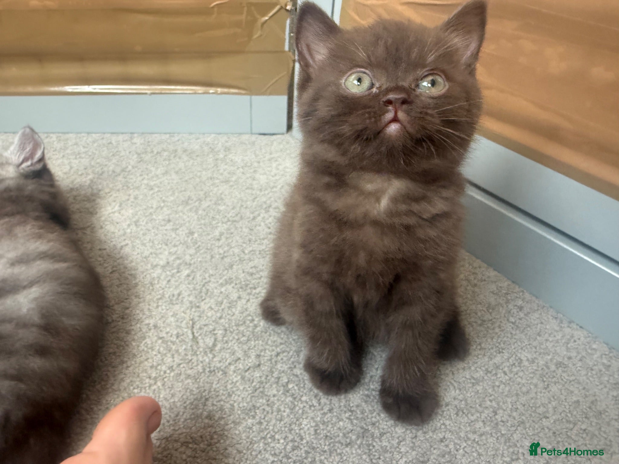 Mixed Breed cats Scottish straight X British short hair - Advert 4