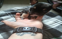French Bulldog dogs for sale: Female French bulldog puppies  - Image 2