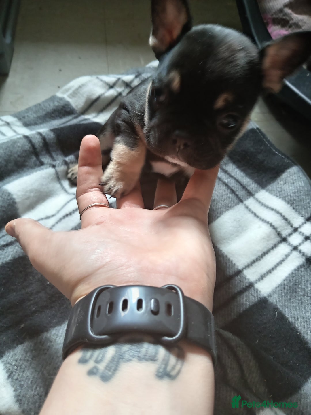 French Bulldog dogs for sale: Female French bulldog puppies  - Image 2
