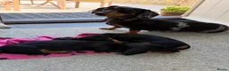 Miniature Dachshund dogs for sale: Miniature short haired Black & Tan dachshund puppy - Advert 4