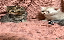Persian cats for sale: 6 Beautiful Persians.  - Image 2