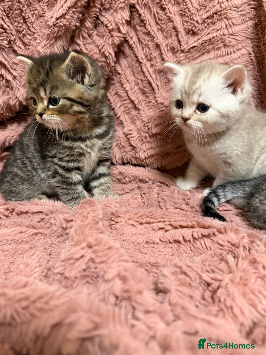 Persian cats for sale: 6 Beautiful Persians.  - Image 2