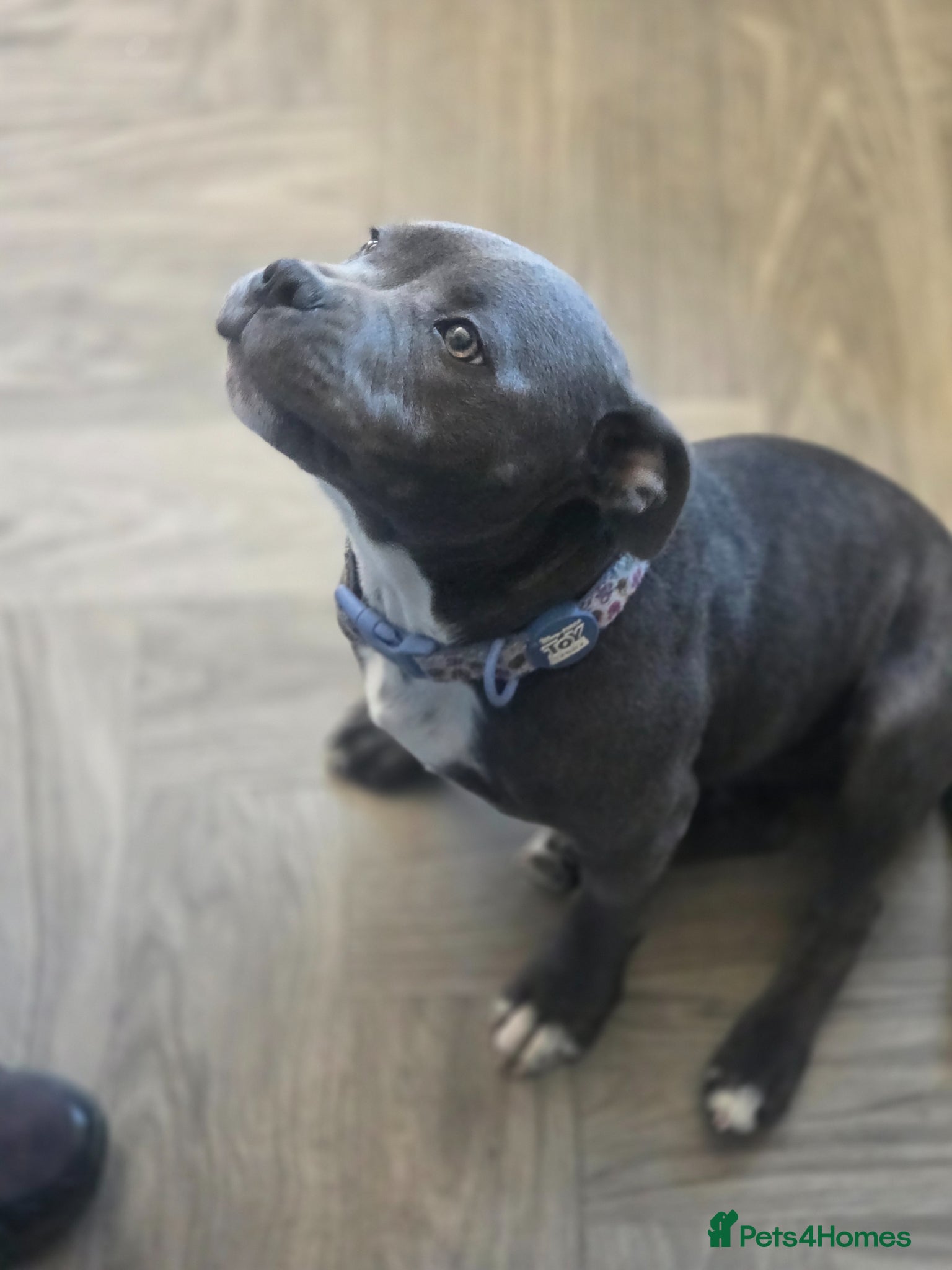 Staffordshire Bull Terrier dogs Royal regiment blue male staffie 💫 - Advert 9