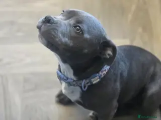 Staffordshire Bull Terrier dogs Royal regiment blue male staffie 💫 - Advert 11