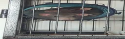 Rat rodents for sale: 2 male rats for rehome in Bristol - Advert 5