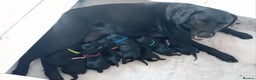 Labrador Retriever dogs for sale: Beautiful KC registered black Labrador puppies - Advert 3
